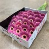 GERMINI LILA PURPLE WONDER